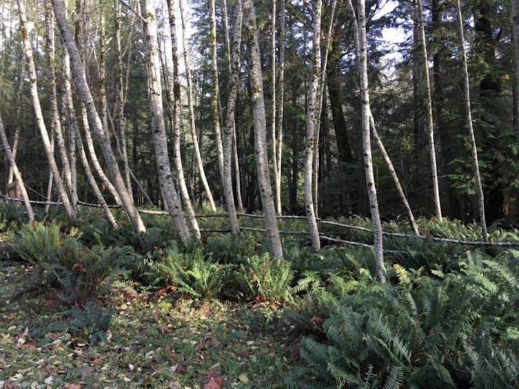 Lot 8 Mountain Road, Gambier Island, BC, V0N 1V0 - 4