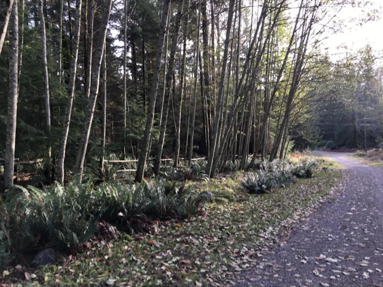 Lot 8 Mountain Road, Gambier Island, BC, V0N 1V0 - 13