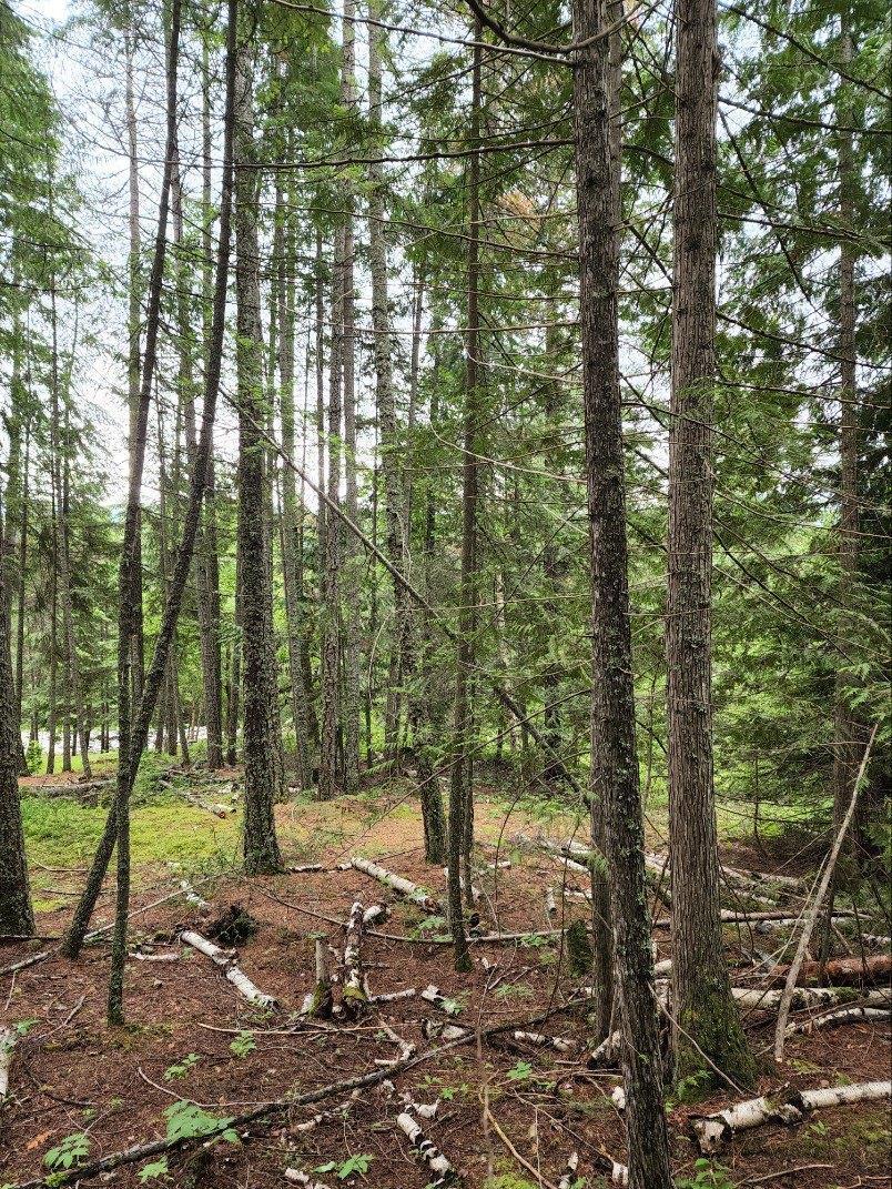 Lot-Lot 13 Squilax Anglemont Road, Magna Bay, BC, V0E 1M8