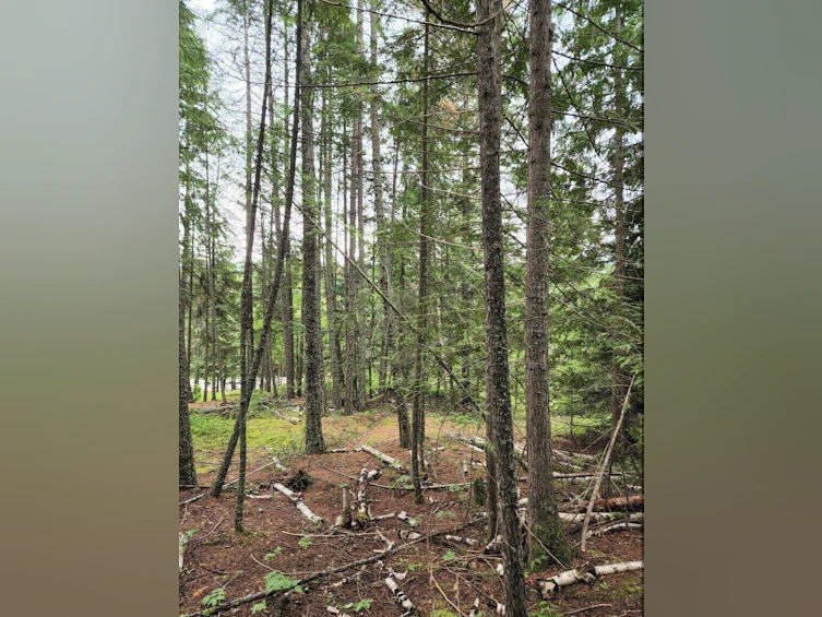 Lot-Lot 13 Squilax Anglemont Road, Magna Bay, BC, V0E 1M8