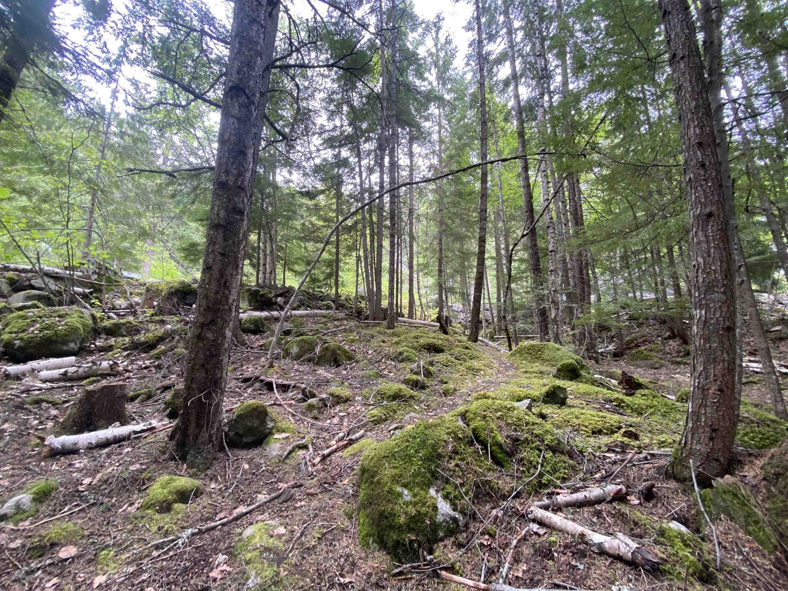 lot 96-6500 In Shuck Ch Forest Service Road, Pemberton, BC, V0N 2K0