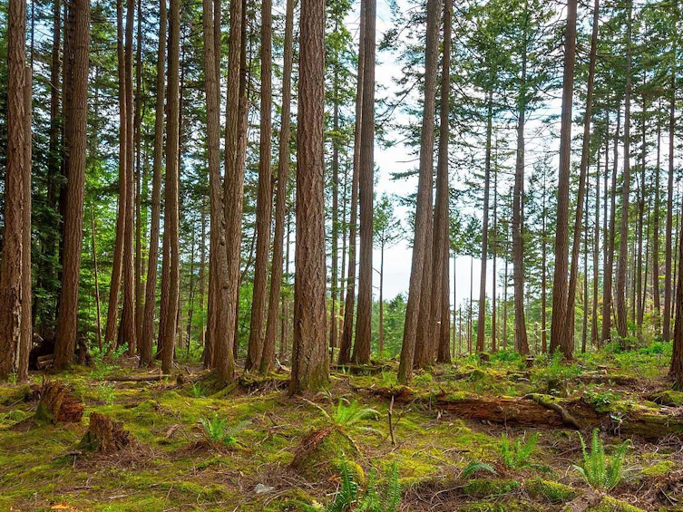 Lot 8 Hayes Road, Bowen Island, BC, V0N 1G2