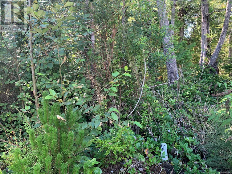 1797 Rainforest Lane, Ucluelet, BC, V0R 3A0 - 4