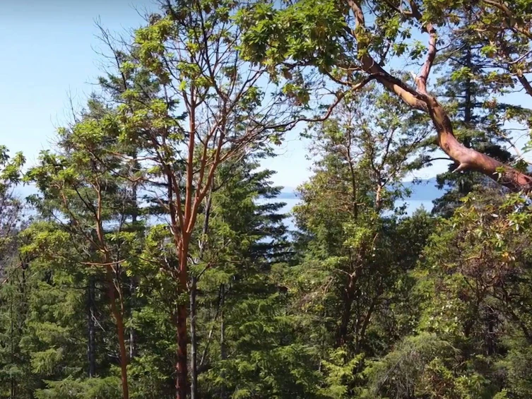 Lot-Lot 33 Wood Bay Ridge Road, Pender Harbour Egmont, BC, V0N 1Y2 - 5