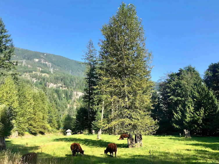 5051 Paradise Valley Road, Squamish, BC, V0N 1H0