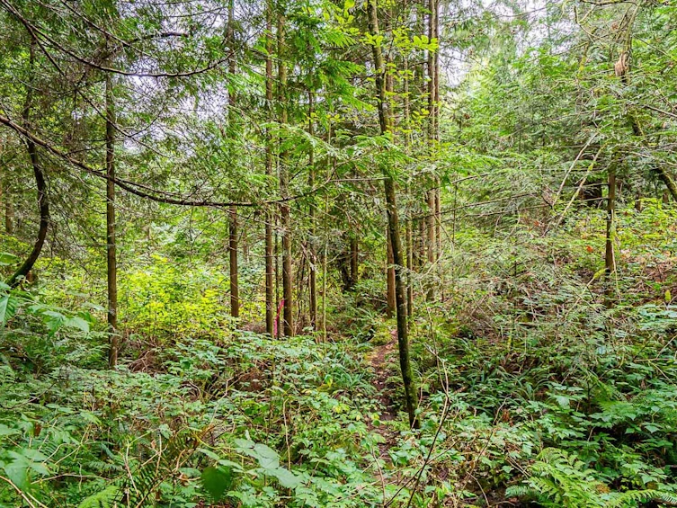 12181 Stave Lake Road, Mission, BC, V2V 4J1 - 16