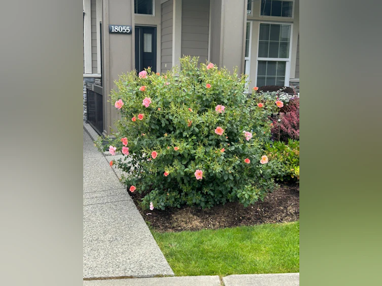 18055 67a Avenue, Surrey, BC, V3S 7H7 - 36