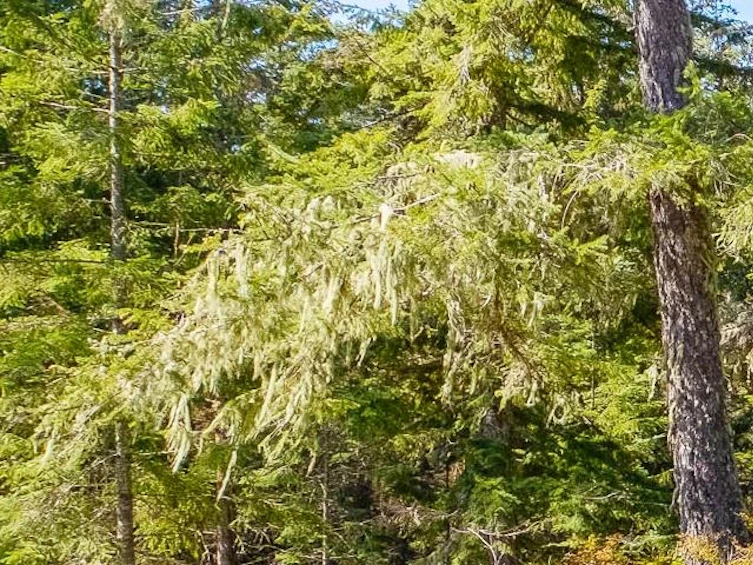 1570 Douglas Road, Bowen Island, BC, V0N 1G2 - 2