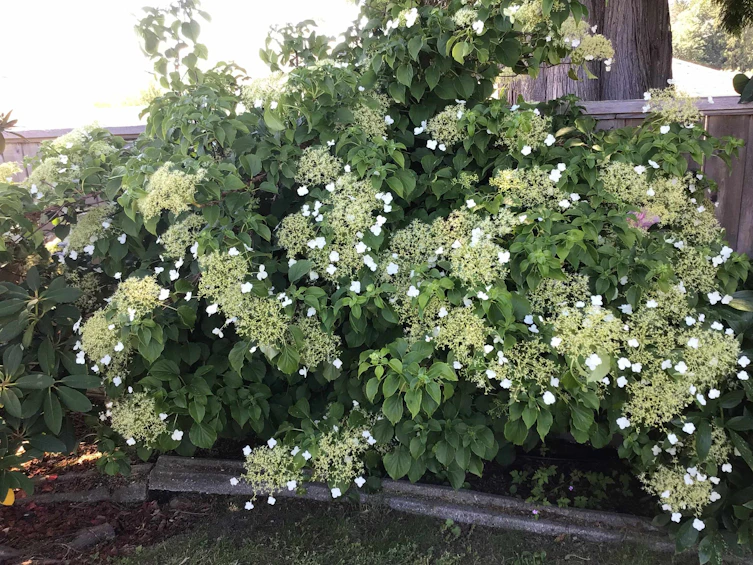 6280 Homestead Avenue, Sechelt, BC, V7Z 0M6 - 26