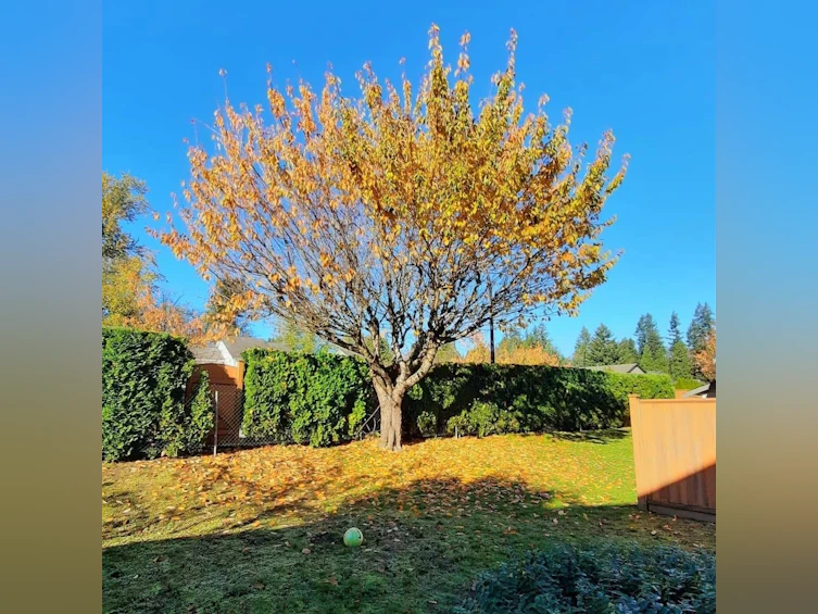 23-12070 207a Street, Maple Ridge, BC, V2X 9Y2 - 36