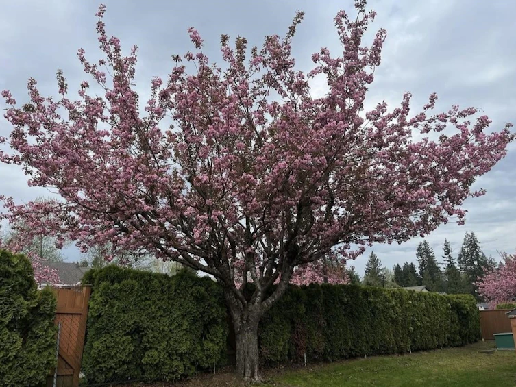 23-12070 207a Street, Maple Ridge, BC, V2X 9Y2 - 29