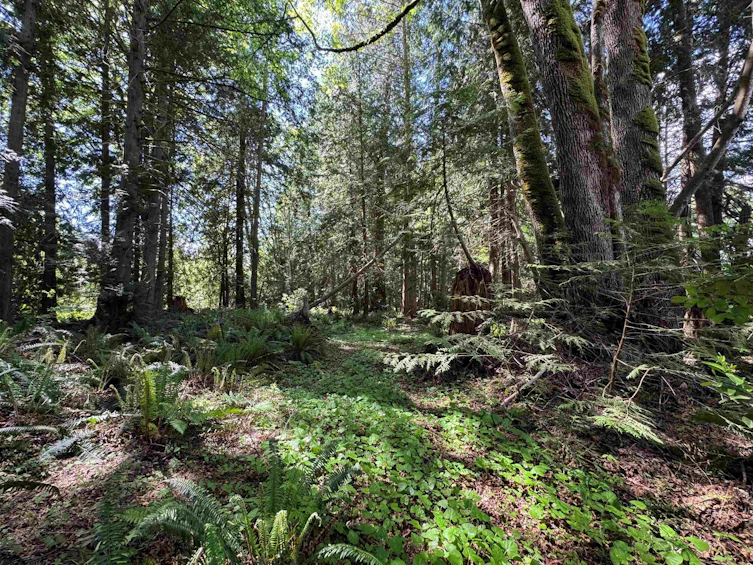 LOT A Burnett Road, Sechelt, BC, V7Z 0L2 - 6