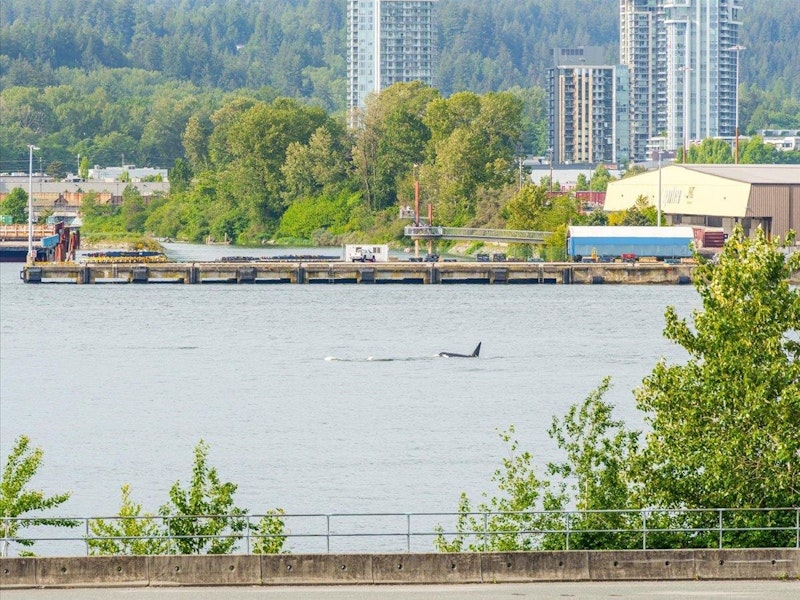 2951 Wall Street, Vancouver BC V5K 0A6