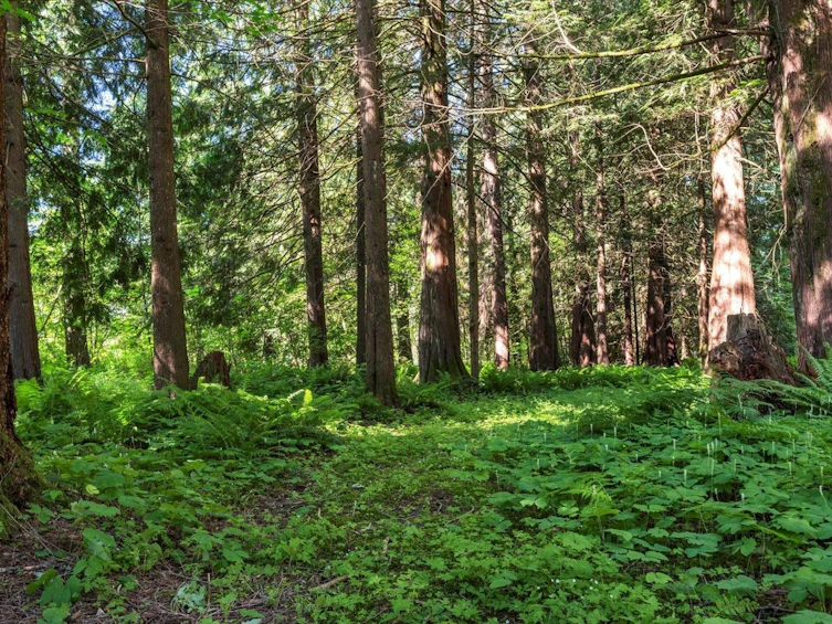 1233 Kosikar Road, Columbia Valley, BC, V2R 4X7 - 31