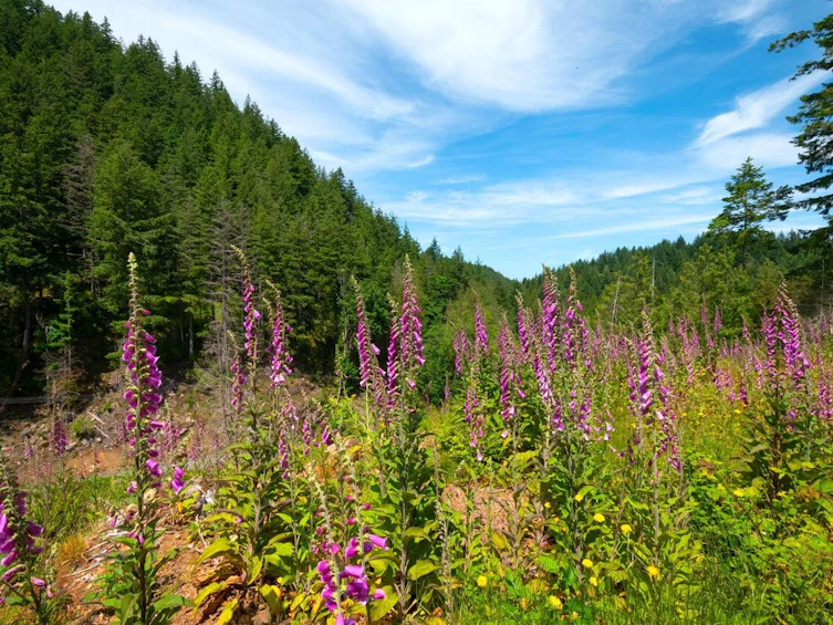 Lot 5 Forster Lane, Bowen Island, BC, V0N 1G2 - 3