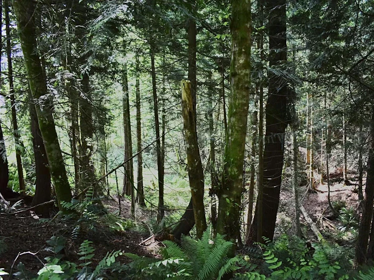 Lot 6 West Reed Road, Gibsons, BC, V0N 1V9 - 12