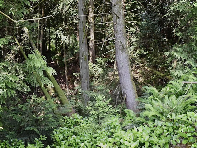 Lot 6 West Reed Road, Gibsons, BC, V0N 1V9 - 19