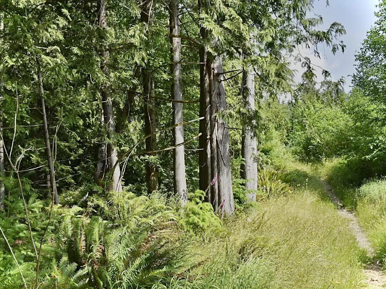 Lot 6 West Reed Road, Gibsons, BC, V0N 1V9 - 17