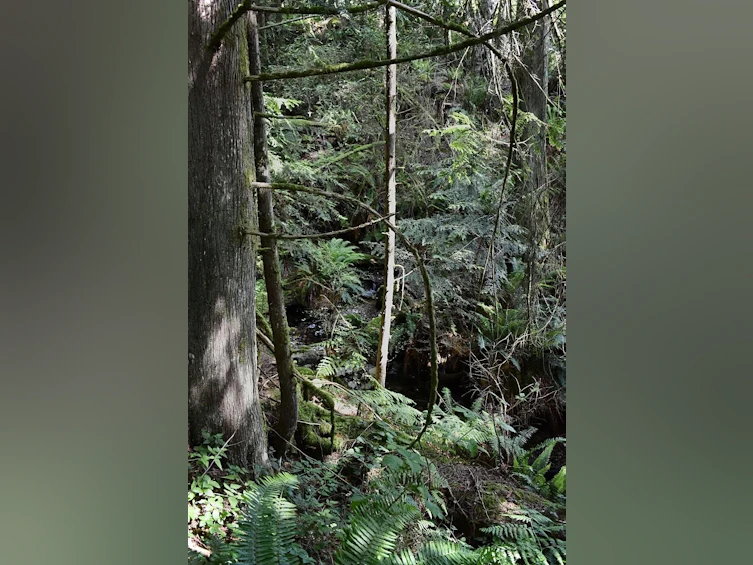 Lot 6 West Reed Road, Gibsons, BC, V0N 1V9 - 9