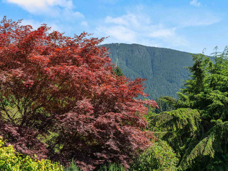98 Bonnymuir Drive, West Vancouver, BC, V7S 1L2 - 14