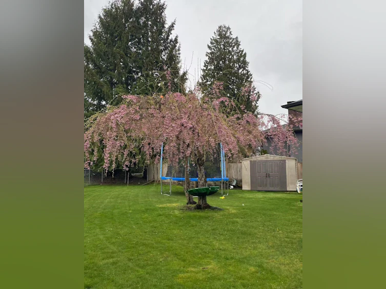 14920 Kew Drive, Surrey, BC, V3R 4Y2 - 4