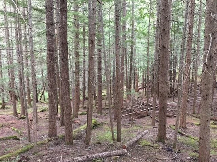 9024 Riverside Drive, Whistler, BC, V8E 1M1 - 20