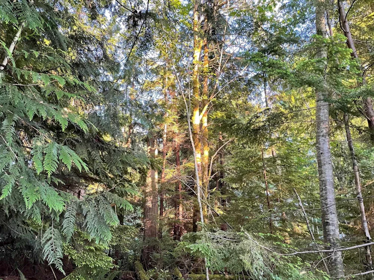 LOT 1 Brooks Road, Halfmoon Bay, BC, V7Z 1G1 - 4