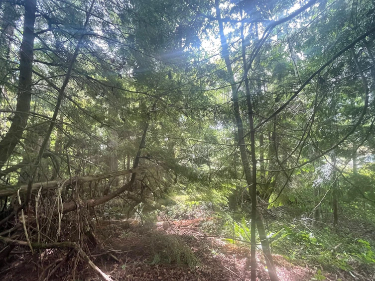LOT 1 Brooks Road, Halfmoon Bay, BC, V7Z 1G1 - 28