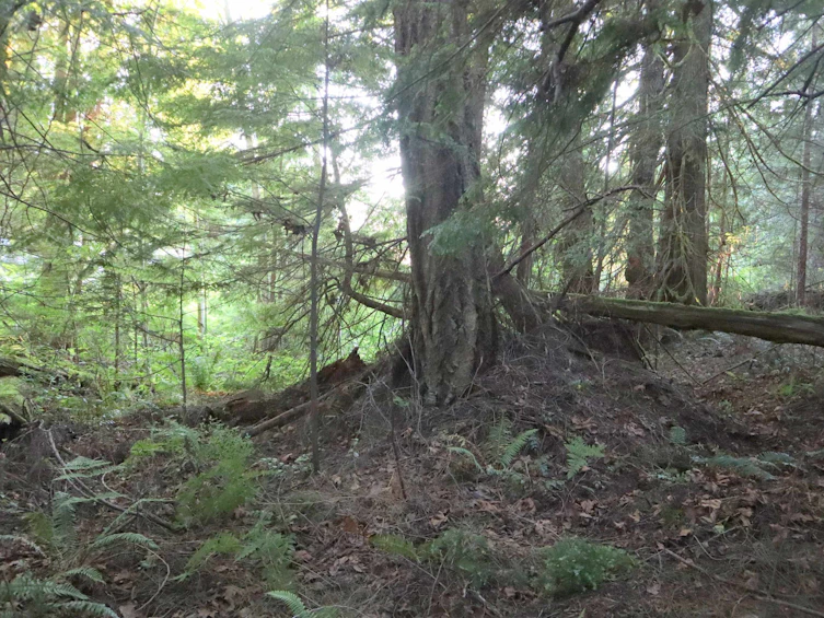 LOT 1 Brooks Road, Halfmoon Bay, BC, V7Z 1G1 - 13