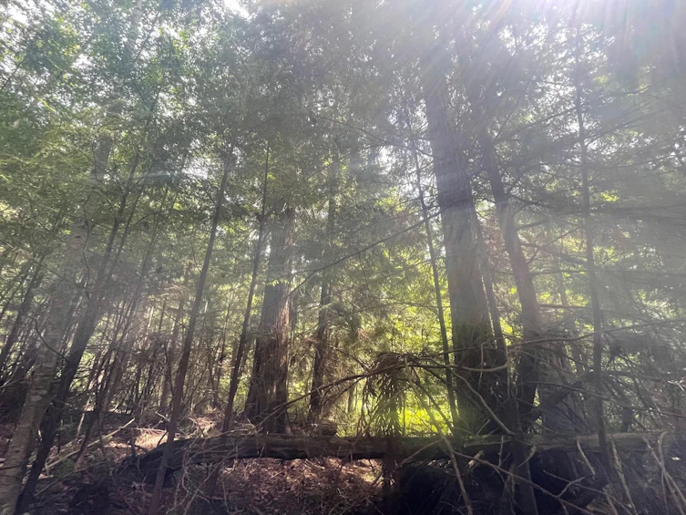 LOT 1 Brooks Road, Halfmoon Bay, BC, V7Z 1G1 - 27