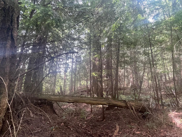 LOT 1 Brooks Road, Halfmoon Bay, BC, V7Z 1G1 - 21