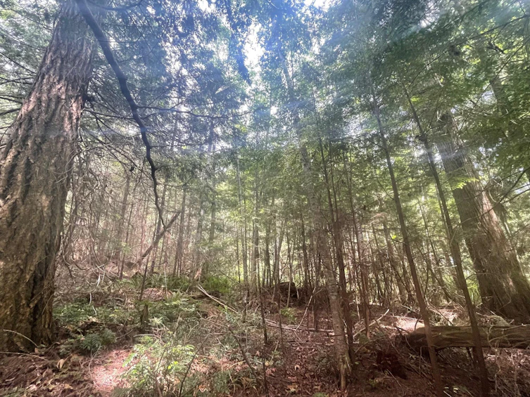 LOT 1 Brooks Road, Halfmoon Bay, BC, V7Z 1G1 - 26