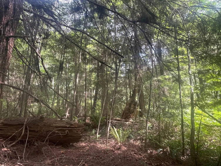 LOT 1 Brooks Road, Halfmoon Bay, BC, V7Z 1G1 - 20