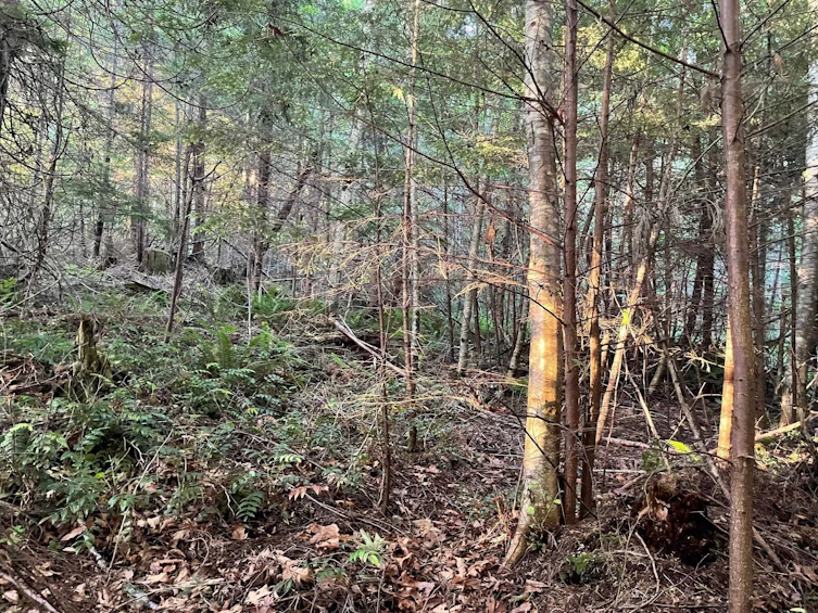 LOT 1 Brooks Road, Halfmoon Bay, BC, V7Z 1G1 - 9