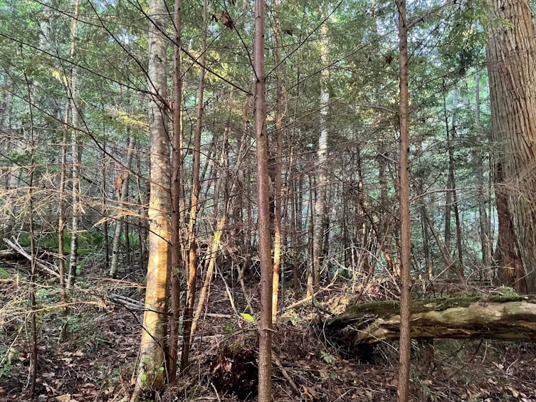 LOT 1 Brooks Road, Halfmoon Bay, BC, V7Z 1G1 - 10