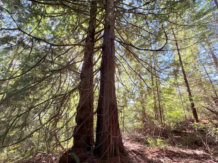 LOT 1 Brooks Road, Halfmoon Bay, BC, V7Z 1G1 - 16