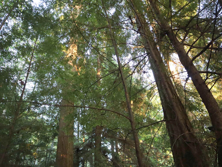 LOT 1 Brooks Road, Halfmoon Bay, BC, V7Z 1G1 - 6