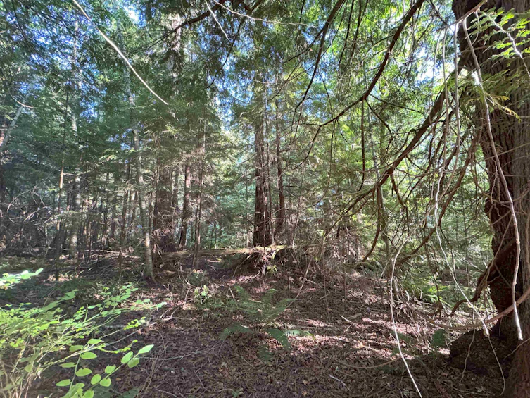LOT 1 Brooks Road, Halfmoon Bay, BC, V7Z 1G1 - 29