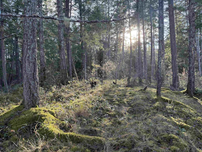 LOT B Francis Peninsula Road - 2