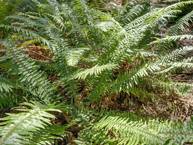 Lot 5 Gower Point Road, Gibsons, BC, V0N 1V5 - 12
