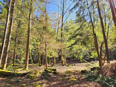 Lot 8 Mountain Road - 3