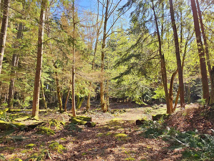 Lot 8 Mountain Road, Gambier Island, BC, V0N 1V0 - 6