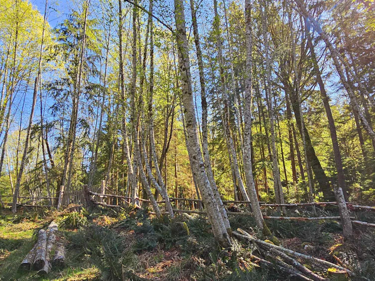 Lot 8 Mountain Road, Gambier Island, BC, V0N 1V0 - 9
