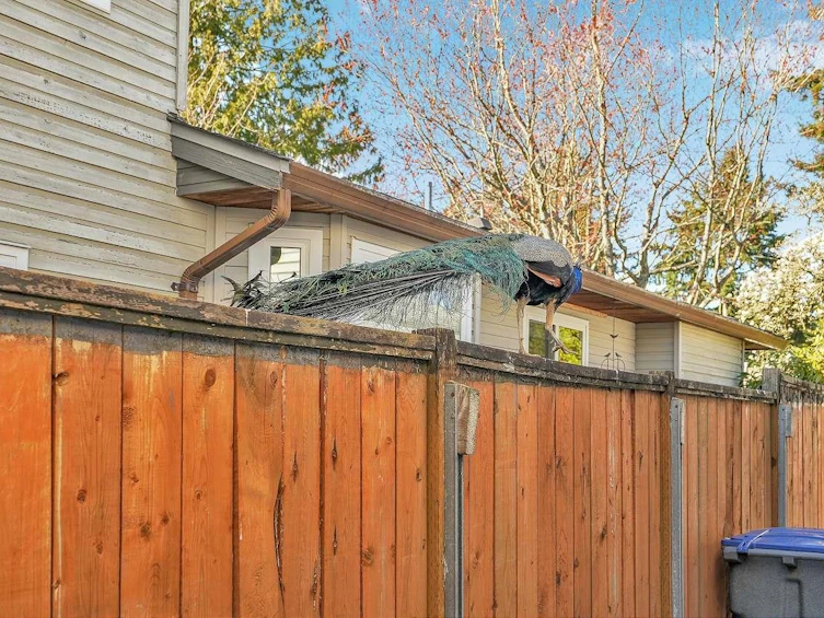12978 61 Avenue, Surrey, BC, V3X 2H5 - 34