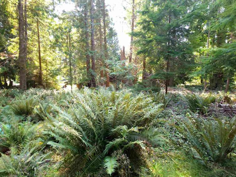 793 Andy's Bay Road, Gambier Island, BC, V0N 1V0 - 31