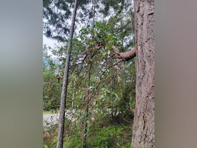 Lot 3 Sinclair Bay Road, Pender Harbour Egmont, BC, V0N 1S1 - 24