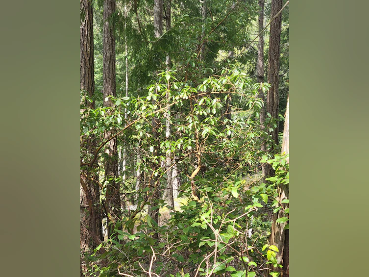 Lot 3 Sinclair Bay Road, Pender Harbour Egmont, BC, V0N 1S1 - 23