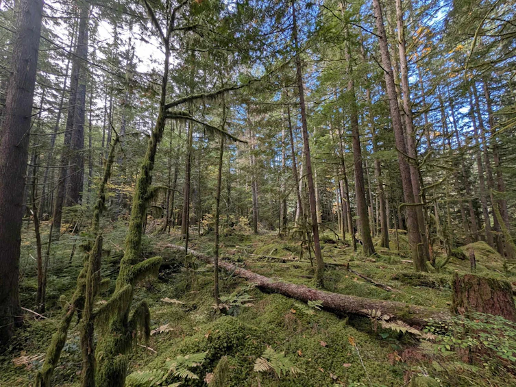 2045 N Rustad Road, Squamish, BC, V0N 3G0 - 16