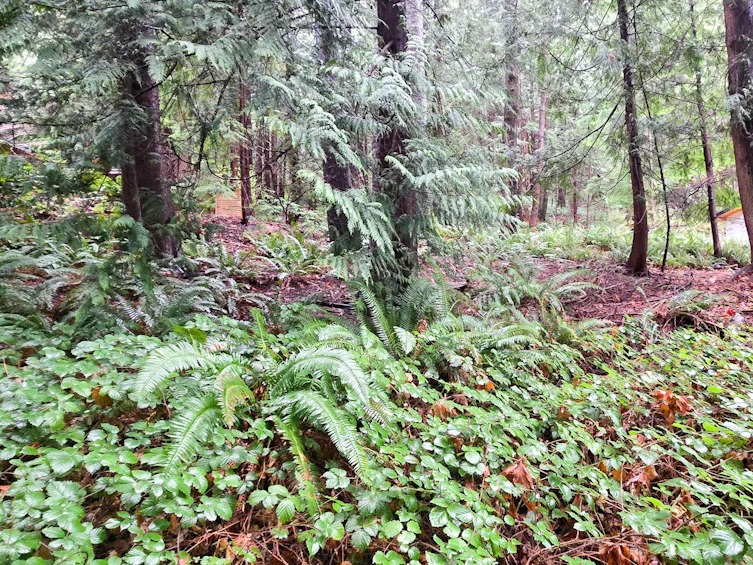 Lot 5 Gavin Road, Keats Island, BC, V0N 1V0 - 5