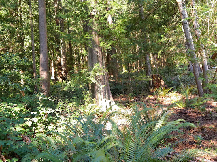 Lot 5 Gavin Road, Keats Island, BC, V0N 1V0 - 8